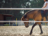 Horse riding compensation lawyers